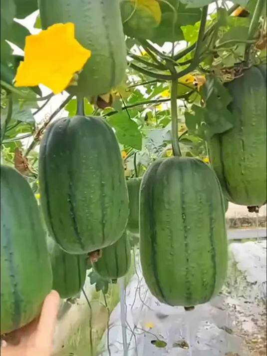 丝瓜苹果版免费下载(丝瓜app苹果下载免费下载丝瓜)-第3张图片-有道翻译官网 丝瓜苹果版免费下载(丝瓜app苹果下载免费下载丝瓜)-第3张图片-有道翻译官网