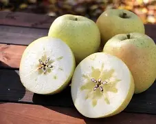 苹果国际版视频(国际版的视频)-第23张图片-有道翻译官网